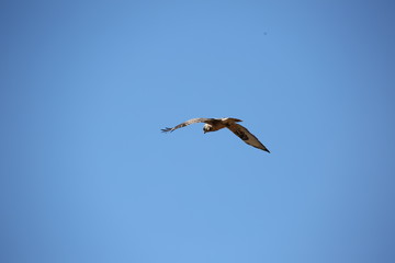 bird of prey in flight