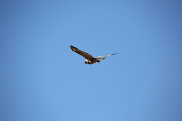 bird of prey in flight