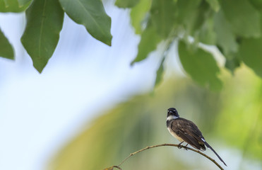 Malaysian Pied Fantail