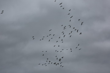 flock of birds