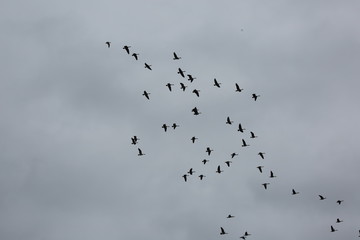 flock of birds