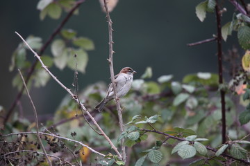 sparrow on branch