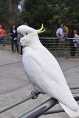 Cockatoo in the wildlife