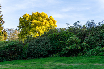 Fototapeta premium Green park in early autumn with clear sky.