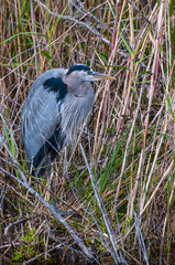 Great blue heron