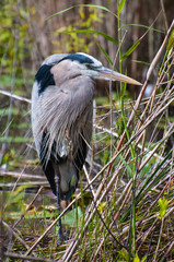 Great blue heron with neck and wings drawn in.