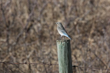 bluebird