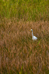 Great egret on a marsh