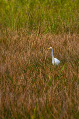 Obraz na płótnie Canvas Great egret on a marsh