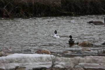 ducks in lake