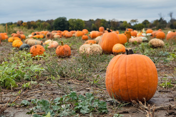 Orange gourd pumpkin for fall season decoration