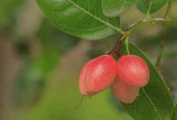 Karonda fruit on the tree