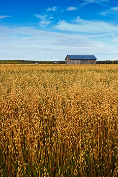 Barns On The Oat Fields