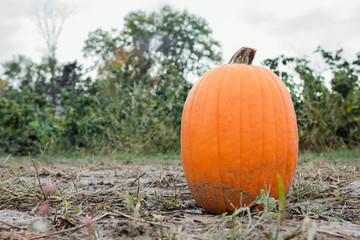 Orange gourd pumpkin for fall season decoration