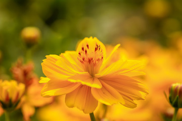 Cosmos is flowering plants in the sunflower family.