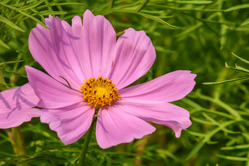 Obraz premium Cosmos is flowering plants in the sunflower family.