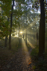 Obraz premium Morning freshness in a beautiful autumn face, a ray of sunshine passes through the branches of redays at dawn