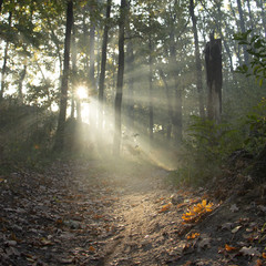 Obraz premium Morning freshness in a beautiful autumn face, a ray of sunshine passes through the branches of redays at dawn