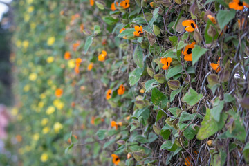 creeper with orange flowers