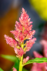 Celosia argentea or The silver cock's comb on a nature background.