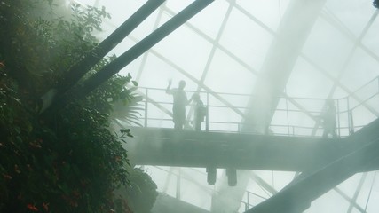 cloud forest bridge and misty surrounding