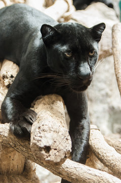 Black tiger / White tiger at Chiang Mai Night Safari , Thailand