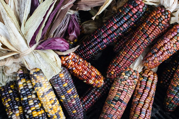 Fototapeta na wymiar Colorful Flint corn decoration for fall season