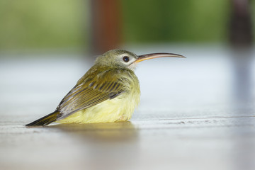 Olive-backed sunbird