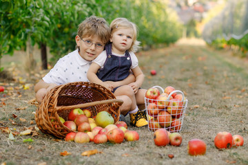 Fototapeta premium Portrait of little toddler girl and kid boy with red apples in organic orchard. Happy siblings, children, brother and sister picking ripe fruits from trees and having fun. Harvest season for family.