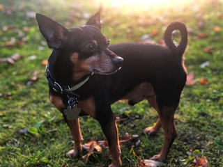 Doggie 