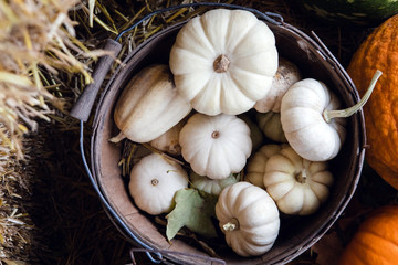 White gourd pumpkin ready for fall season picking