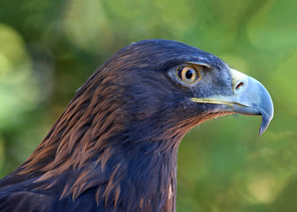 Portrait profile view of one Golden Eagle. For centuries, this species has been one of the most highly regarded birds used in falconry.