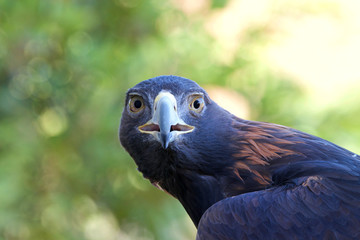 Portrait of one Golden Eagle looking directly at viewer with beak partially open. For centuries, this species has been one of the most highly regarded birds used in falconry.