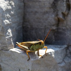 grasshopper