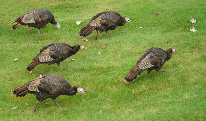 close up on wild turkeys on the meadow