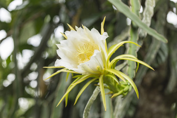 Blossom white dragon fruit flower