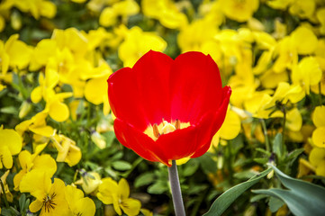 Tulip flower with Beautiful orange and red tulips on spring