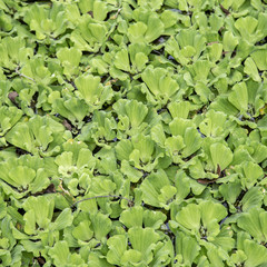 Obraz na płótnie Canvas Green leaf duckweed in pond