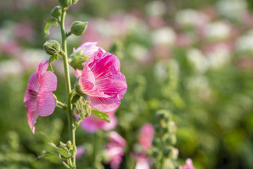 Hollyhocks flower in the garden
