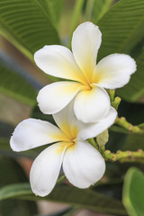 White plumeria