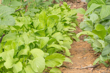 Chinese kale and Chinese cabbage