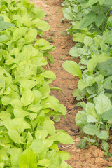 Chinese kale and Chinese cabbage