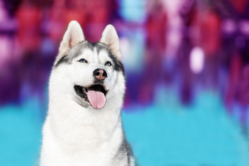 A mature Siberian husky female dog is sitting near a big pool.  The background is blue, red and purple. A bitch has grey and white fur and blue eyes, she looks up.
