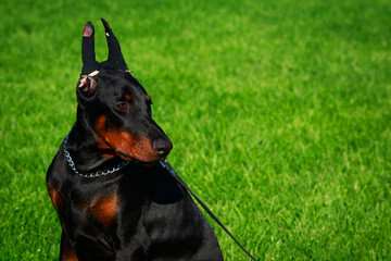 dog breed Doberman Pinscher