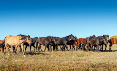 Naklejka na ściany i meble Horses on the prairie