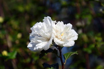 日差しを浴びて白い色が一層輝いているムクゲの花