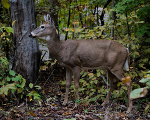 Whitetail Deer