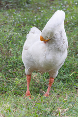 Goose in park
