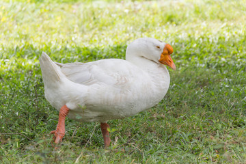 Goose in park