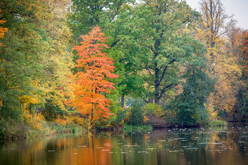 Autumn forest lake landscape. colored leaves, maple trees